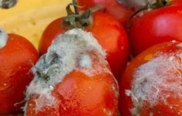 Cà chua thối, hỏng đừng vứt đi: Chúng là kho báu có công dụng tuyệt vời ai cũng thích
