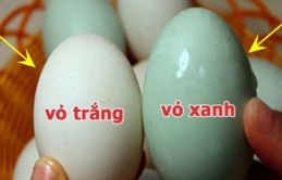 Khác biệt giữa trứng vịt vỏ trắng và vỏ xanh: Chọn đúng ăn chất lượng hơn 