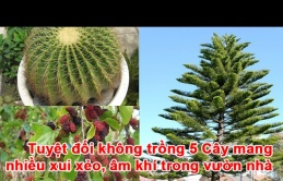 7 loại cây xui xẻo tuyệt đối không trồng trong vườn nhà kẻo dính 'âm khí'