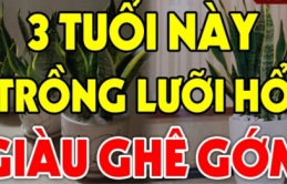 Ai thuộc tuổi này trồng cây lưỡi hổ như Rồng cưỡi mây: Kinh doanh đắc tài, chẳng thiếu tiền xài