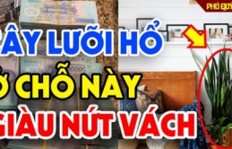 Cây Lưỡi Hổ xua đuổi tà ma, hút tài lộc đừng trồng linh tinh: Đây mới là vị trí tốt ai cũng nên biết