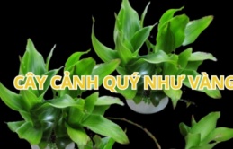 Trồng cây này trước nhà, nghe tên đã thấy nhiều vàng nhiều của, gia đình giàu có khỏe mạnh