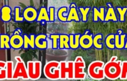 Các cụ có câu: 3 loại cây đệ tử Thần Tài trồng trước nhà nào, nhà đó cực kỳ giàu có