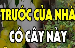 Loại cây “hợp vía” thần Tài, đặt trước cửa là hút lộc lá về, gia chủ giàu lên trông thấy