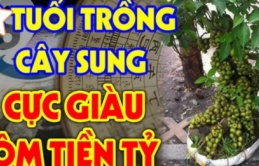 Ông bà ta bảo: Cứ trồng cây này trước cửa nhà là con cháu phú quý 3 đời, cây gì?