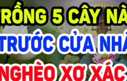 Tổ Tiên nói: 'Trong nhà có 5 loại cây cảnh, hoa tươi người héo, tuyệt đối đừng trồng'