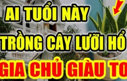 Ai thuộc 2 tuổi này trồng cây lưỡi hổ như ” Cá Chép hóa Rồng”: Kinh doanh đắc tài, chẳng thiếu tiền xài