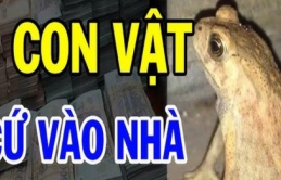 Tổ Tiên nói: ‘5 con vật là đệ tử Thần Tài, đến nhà ai nhà đó giàu, tiền tiêu không hết’, đừng đuổi đi