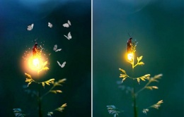 Fireflies - Enchanting Illuminators of the Forest, Nature's Magical Light Emitting Creatures