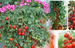 Tự trồng cà chua sạch tại nhà nhớ đặt 6 thứ này vào gốc để cây lớn ‘nhanh như thổi’, quả sai trĩu trịt 
