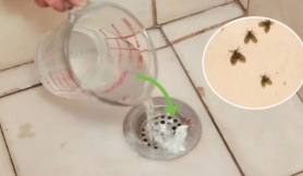 Phòng tắm hay có côn trùng nhỏ bay ra, dùng ngay thứ này để diệt sạch chúng